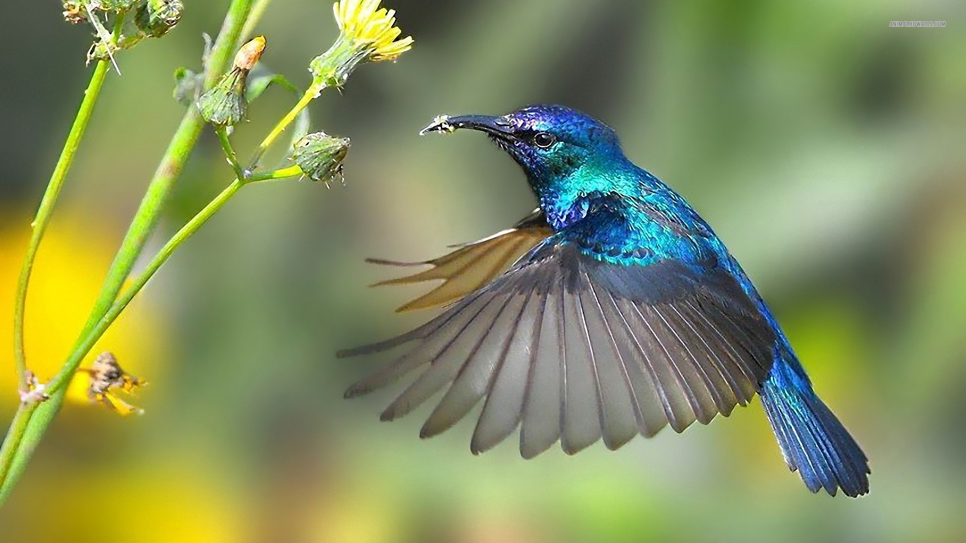 Post Hummingbird Ecommerce SEO Services - The Miami SEO Company